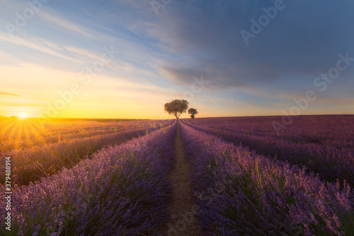 Brihuega lavender fields  Spain