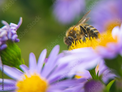 Bee feeding on pink flower during summer day