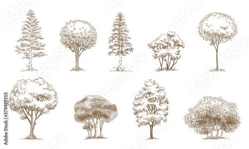 Pine trees Christmas trees realistic hand drawn vector set, isolated over white.