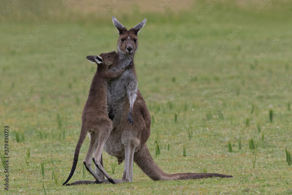 Baby joey sweetly hugs mother kangaroo in Yanchep National Park in Australia Baby joey sweetly hugs mother kangaroo in Yanchep National Park in Australia