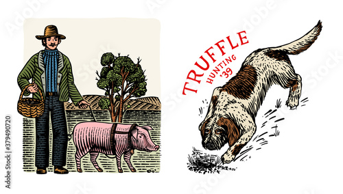 Hog and Lagotto Romagnolo dog for locating truffles mushrooms. Domestic pig . Engraved hand drawn vintage sketch. Woodcut style. Vector illustration.