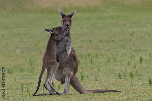 Baby joey sweetly hugs mother kangaroo in Yanchep National Park in Australia