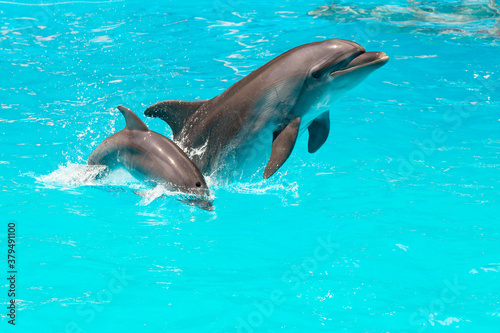 A charming dolphin baby swims with his mom dolphin in pool. Two dolphins enjoing together. Dolphin with cub swim in the pool..