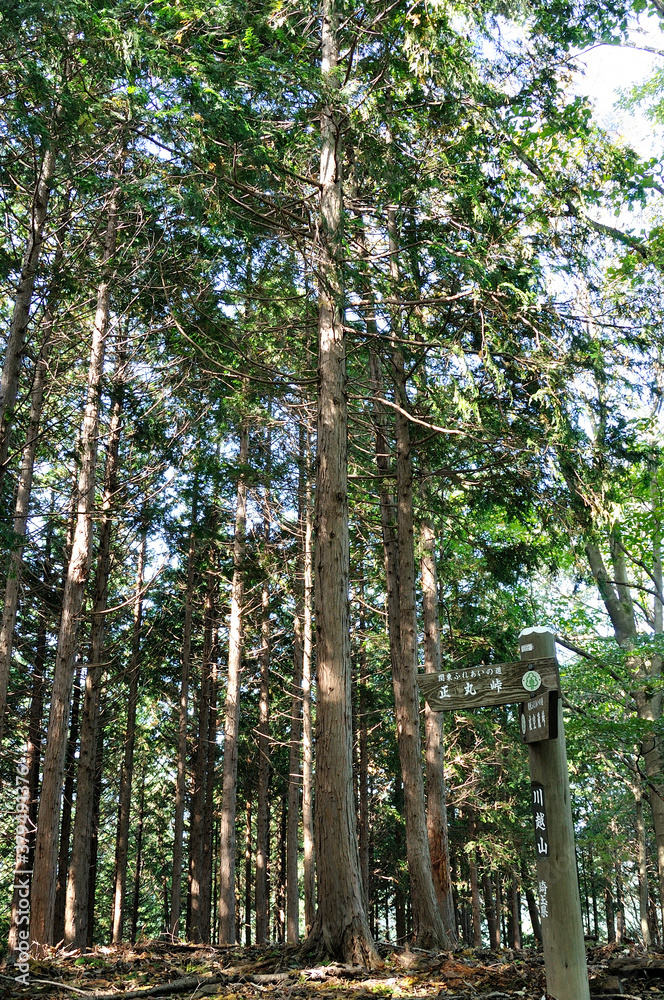 Fototapeta premium 奥武蔵 川越山