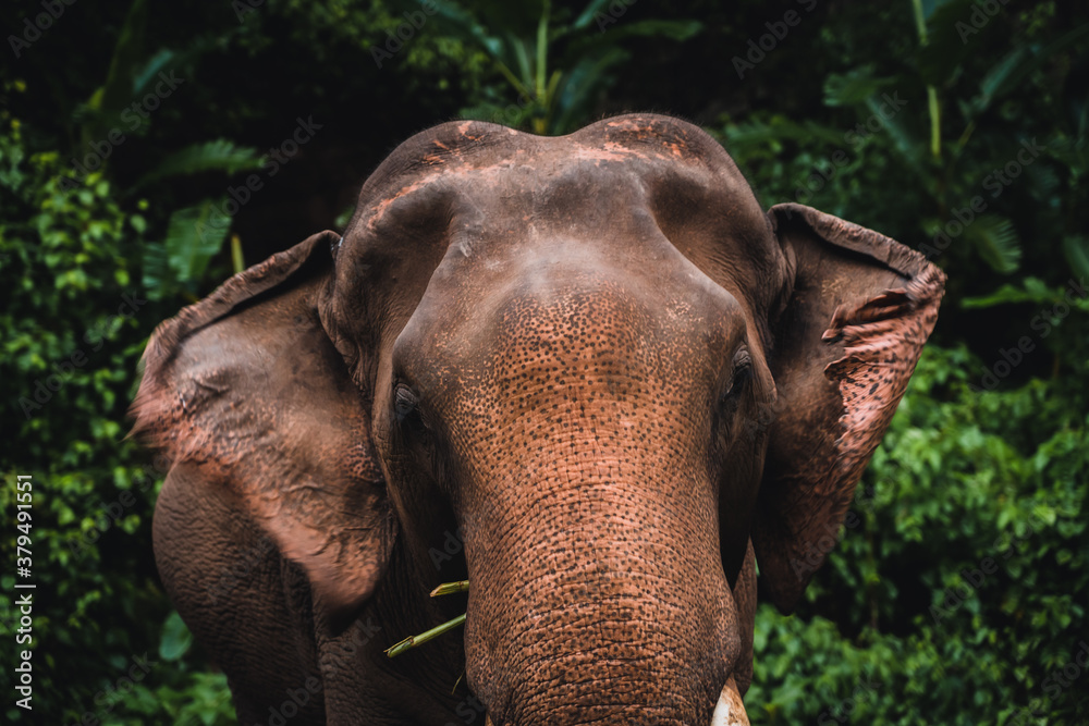 Fototapeta premium Asian elephant in the jungle in Chiangmai , Thailand