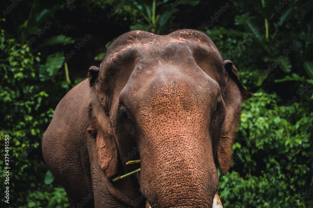 Fototapeta premium Asian elephant in the jungle in Chiangmai , Thailand