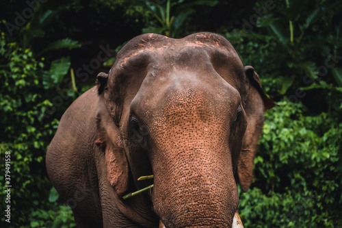 Asian elephant in the jungle in Chiangmai   Thailand