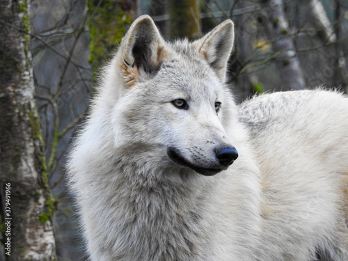 Photo region wolf canis lupus