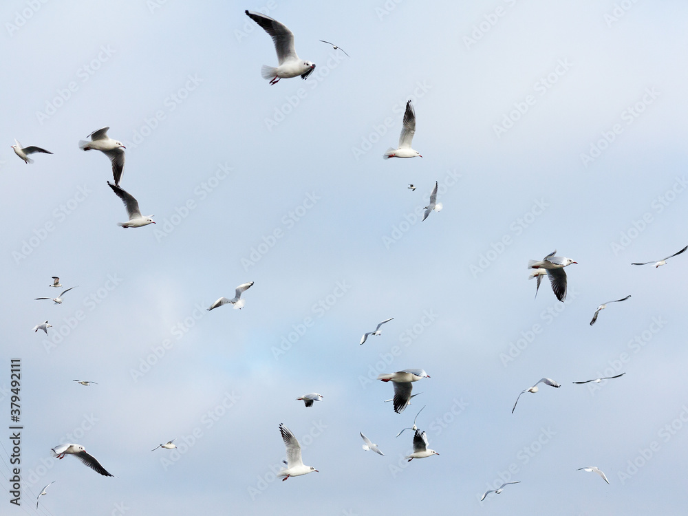 Fototapeta premium Lot of seagulls soars in the sky