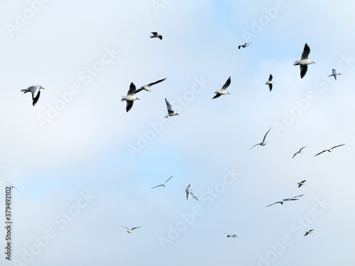 Lot of seagulls soars in the sky © Elena