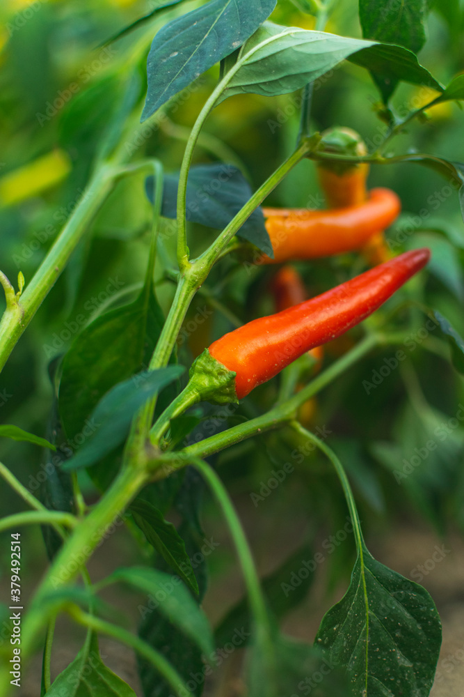 Colorful peppers in glass house on autumn day Colorful peppers in glass house on autumn day