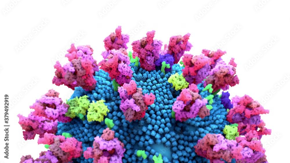 The coronavirus spike protein that mediates coronavirus entry into host cell The coronavirus spike protein that mediates coronavirus entry into host cell