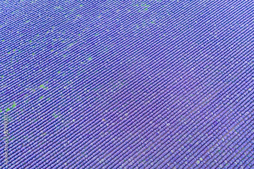 Background lavender field in summer. View from above