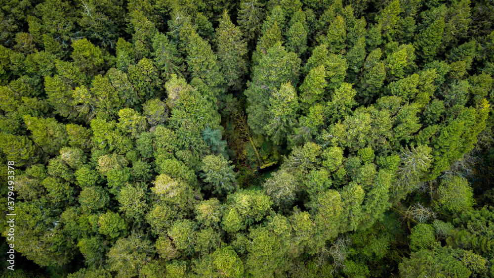 green moss background