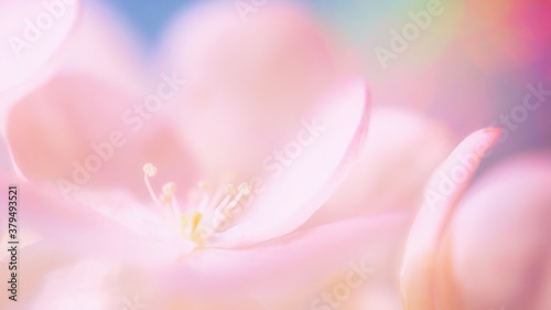 Extreme close up of soft pastel pink petals on a defocused multicolor pastel background