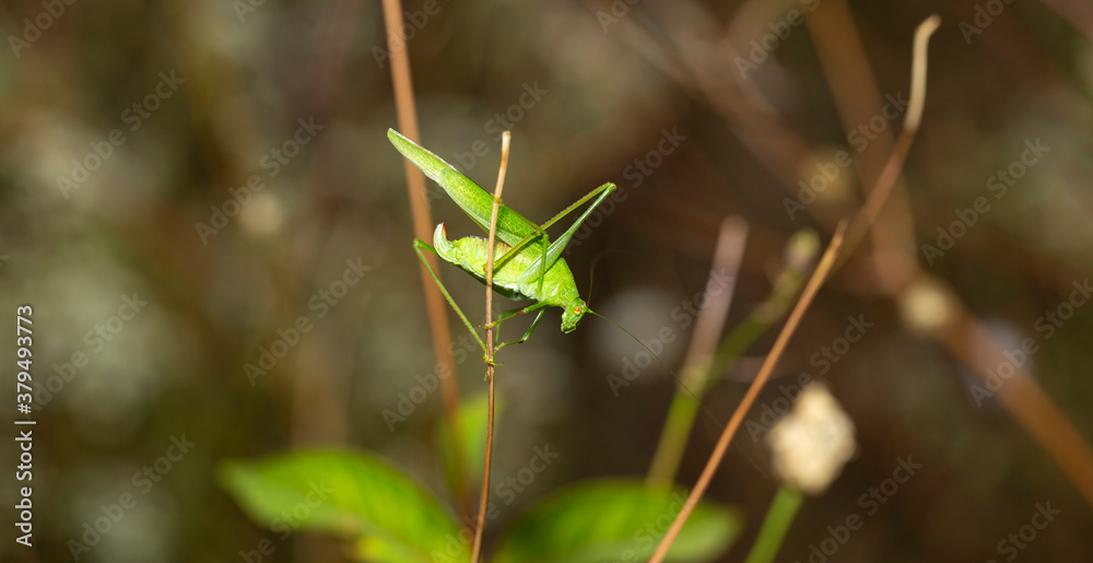 Phaneroptera falcata, the sickle-bearing bush-cricket. The insect is sitting on a blade of grass. Phaneroptera falcata, the sickle-bearing bush-cricket. The insect is sitting on a blade of grass.
