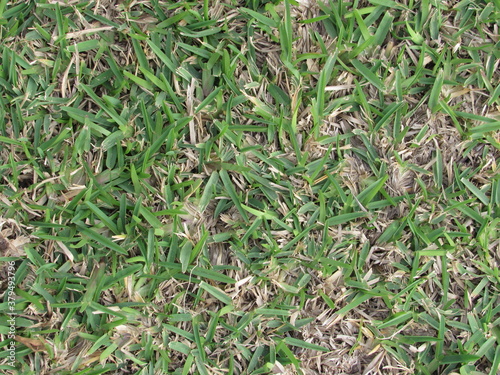 pasto