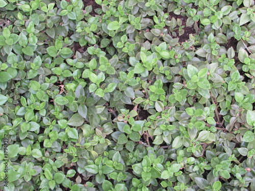 plantas 