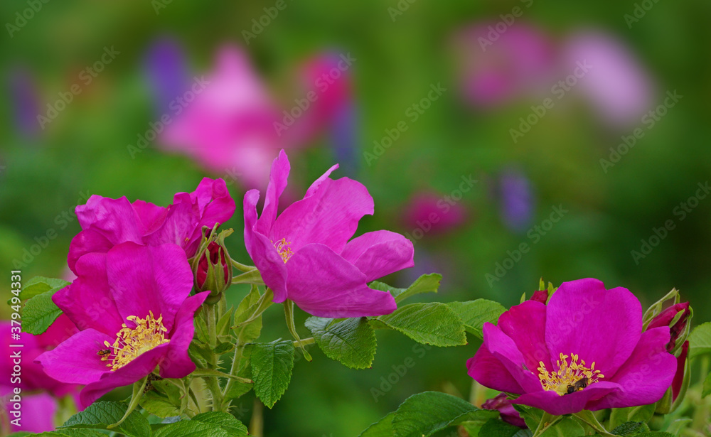 Close up of a bush of wild roses with a multicolor soft background