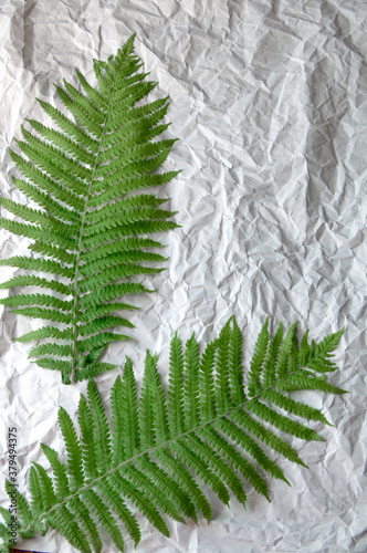 green fern leaf lies on gray background from uneven paper
