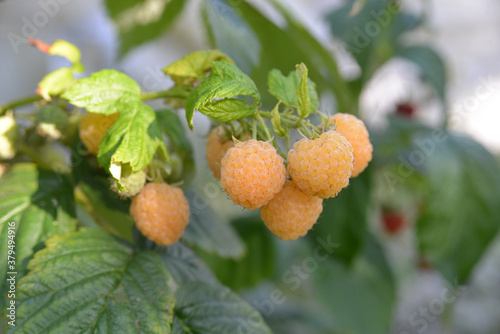 Close-up of the berries of the remontant yellow raspberry.