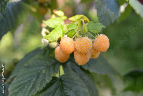 Close-up of the berries of the remontant yellow raspberry.