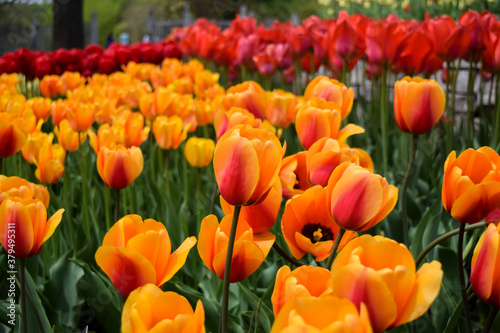 Field of orange red tulips
