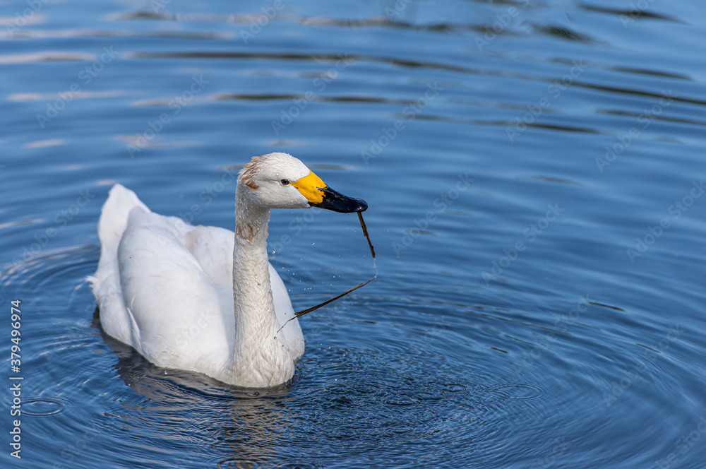 Adult Bewick's swan on water.
