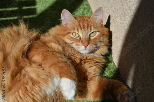 Quadro em tela Sunlit big ginger Siberian cat with white paws lying on a green floor