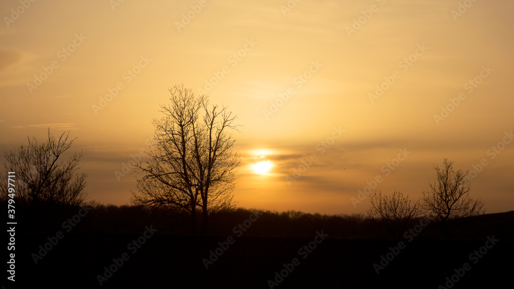 Panorama silhouette tree with sunset. Naked tree in the sunset. Panorama. Can be used as background