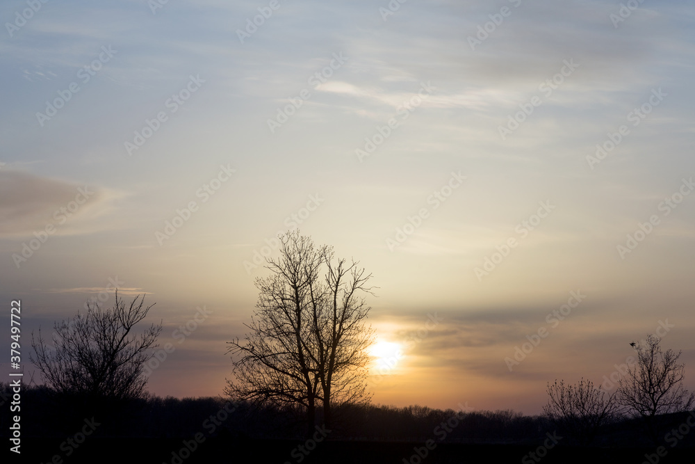 Panorama silhouette tree with sunset. Naked tree in the sunset. Panorama. Can be used as background Panorama silhouette tree with sunset. Naked tree in the sunset. Panorama. Can be used as background