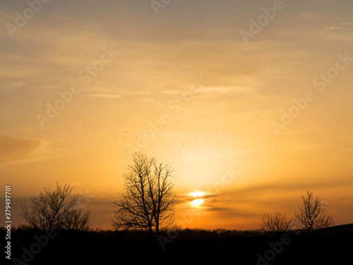 Panorama silhouette tree with sunset. Naked tree in the sunset. Panorama. Can be used as background