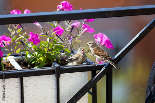 Картината върху платно Nightingale while feeding its chick on a background of flowers