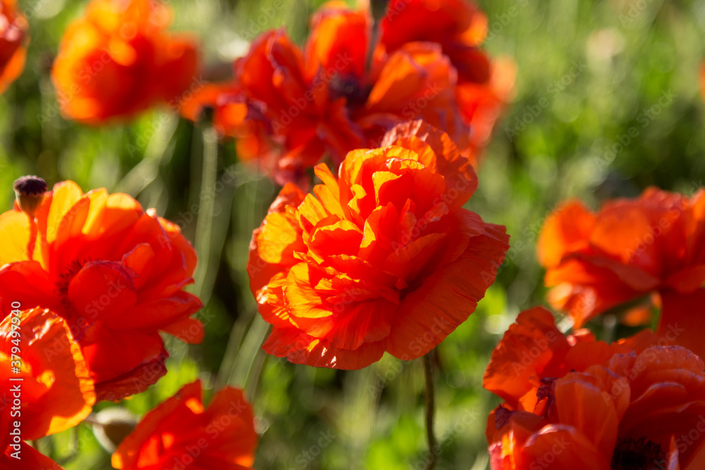Beautiful red poppies in the field spring day