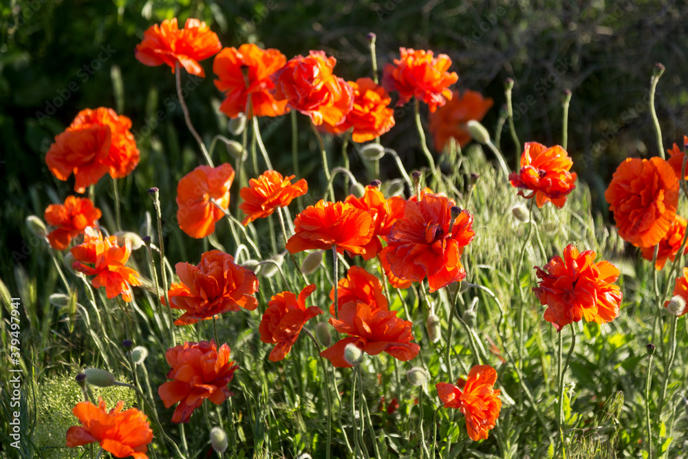 Obraz premium Beautiful red poppies in the field spring day