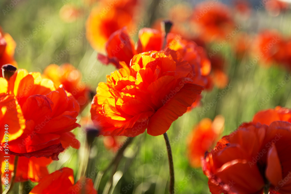 Obraz Beautiful red poppies in the field spring day