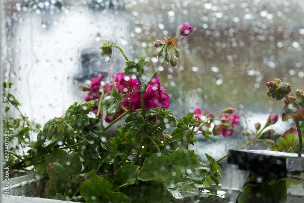 Raindrops on glass. Spray on the window. Bokeh of flowerpots with bright red flowers behind glass with drops of water. Rainy weather