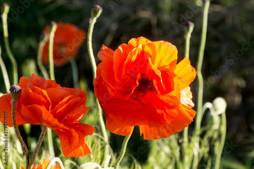 Beautiful red poppies in the field spring day