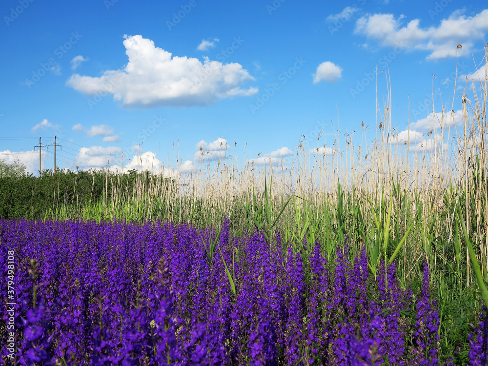Fototapeta premium Flowering field with Rocket Larkspur (Consolida ambigua). Blue Delphinium - Consolida ajacis flowering, Odessa, Ukraine