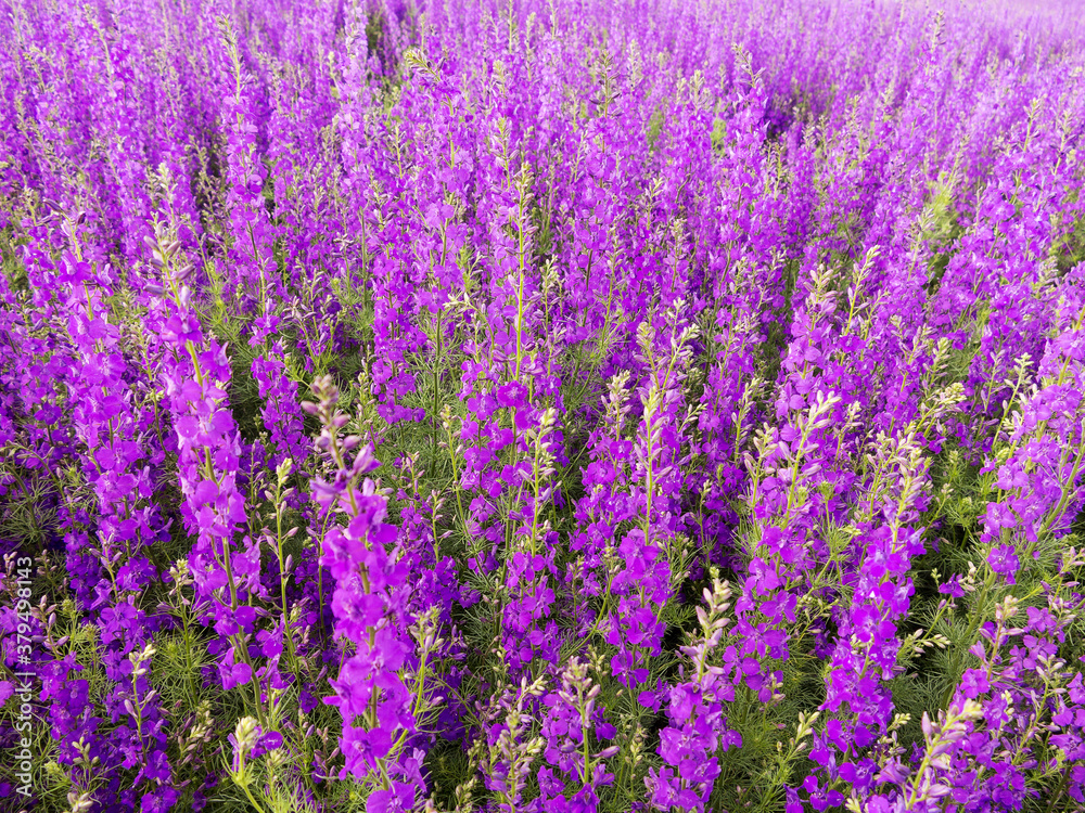 Fototapeta premium Flowering field with Rocket Larkspur (Consolida ambigua). Purple Larkspur (Consolida orientalis) flowering