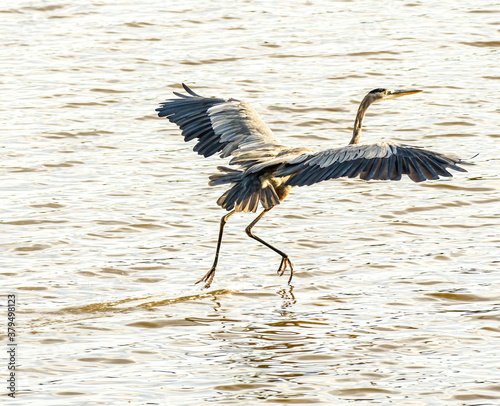 Heron Landing on a Lake