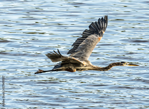 blue heron in flight
