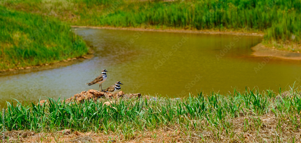 Two Killdeer by Retention Pond at a construction site Two Killdeer by Retention Pond at a construction site