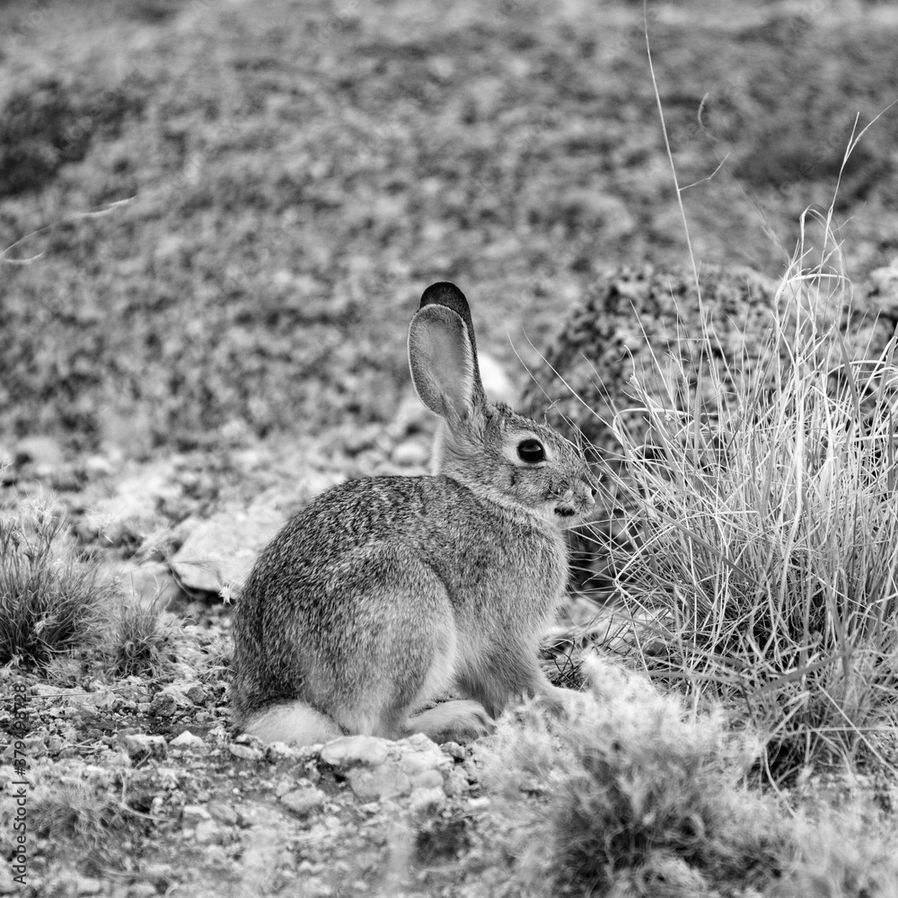 Fototapeta premium Soft black and white rabbit in the desert