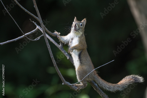 American Red Squirrel or Pine Squirrel photo