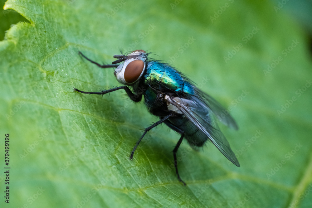 Macro close up of fly on leaf Macro close up of fly on leaf