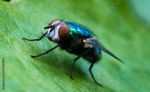 Macro close up of fly on leaf © Arthur Cauty