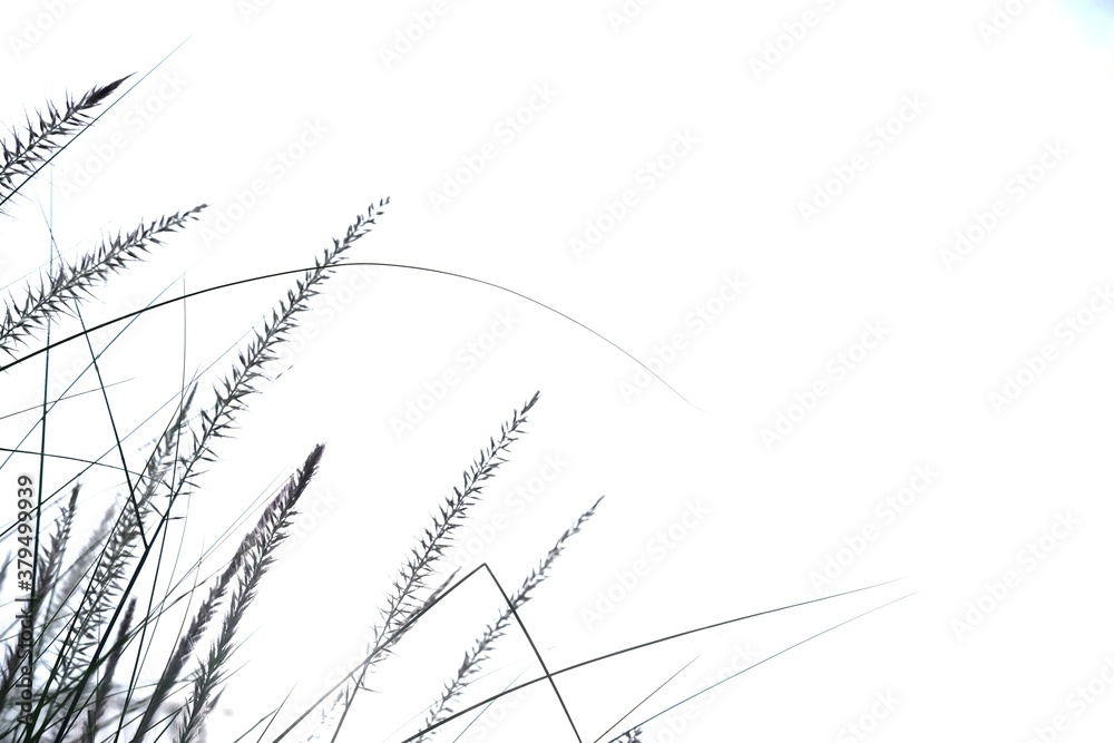 Blurred wild grass flower blossom in a garden on white background with softly style Blurred wild grass flower blossom in a garden on white background with softly style
