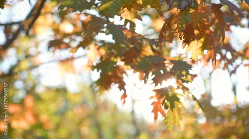 Golden tree leaves. Morning sunbeams make their way through colorful autumn leaves. autumn landscape.