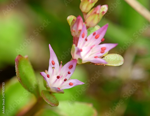 Teppich-Fetthenne, Fettblatt, Kaukasus-Asienfetthenne (Phedimus spurius, Sedum spurium) // Caucasian stonecrop photo